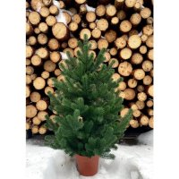 Ялинка лита "Traditional" зелена в горщику 0,7 м